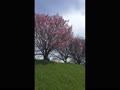 京都桂川左岸の桜並木の下見